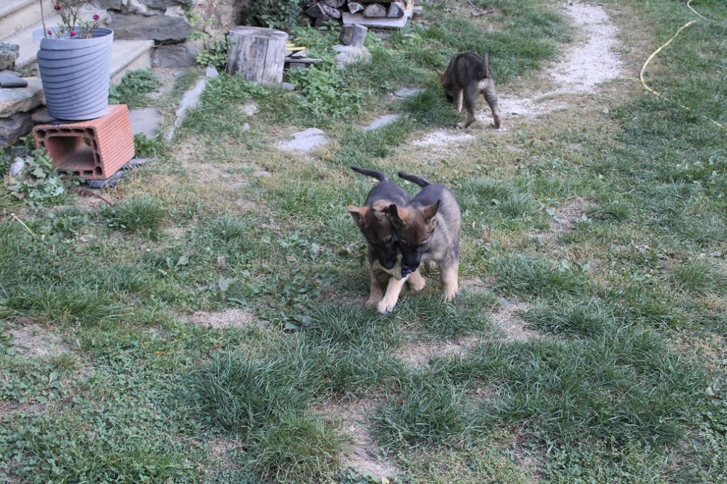 Chiot Berger Allemand du Clos de la Vallée Blanche