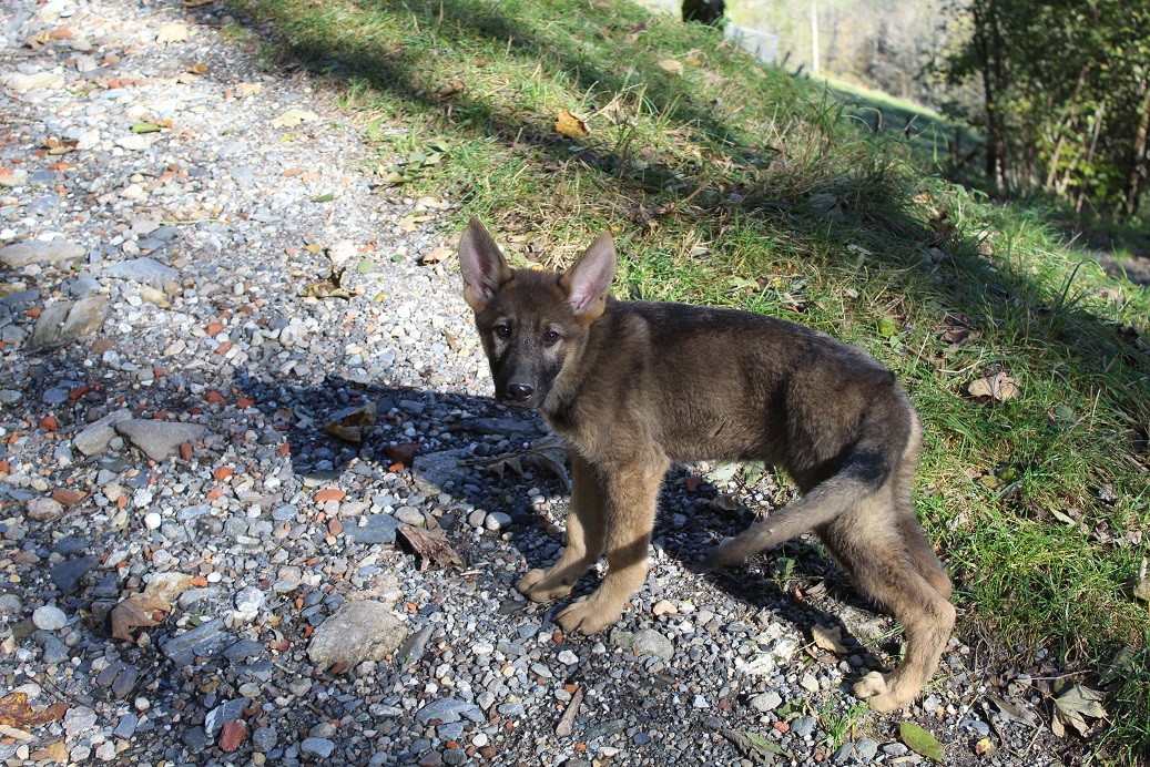 du Clos de la Vallée Blanche - Chiots disponibles - Berger Allemand