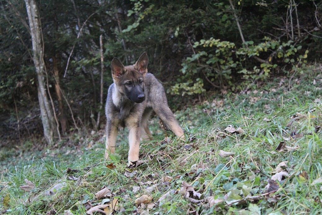 du Clos de la Vallée Blanche - Chiots disponibles - Berger Allemand